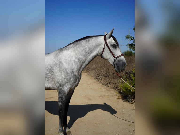 Andalusier Stute 4 Jahre 163 cm Schimmel in Corona, CA