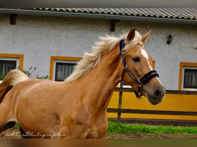 Andalusier Stute 4 Jahre 164 cm in Polenz