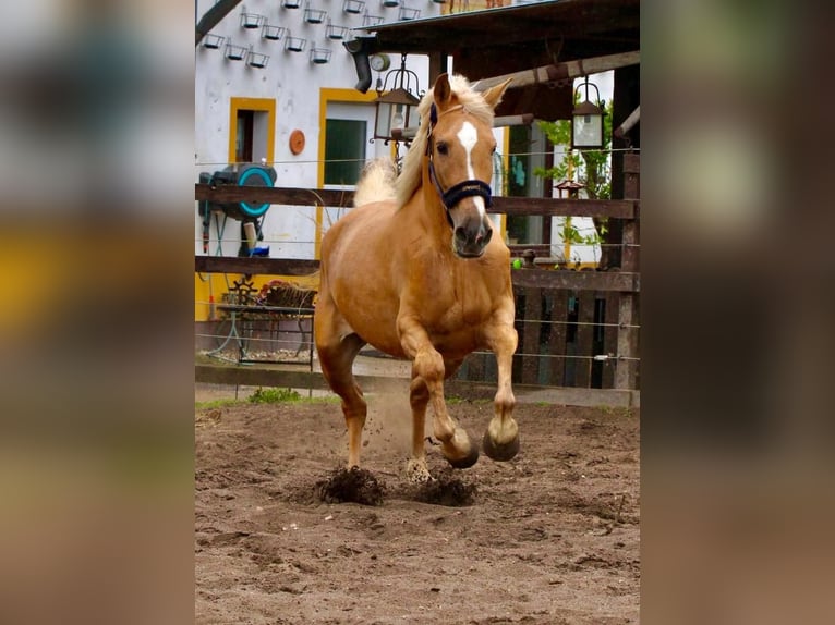 Andalusier Stute 4 Jahre 164 cm in Polenz