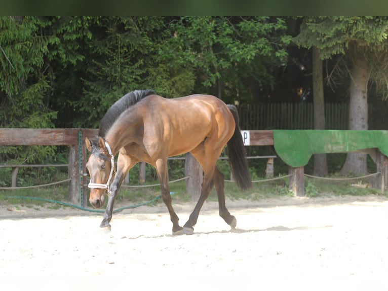 Andalusier Stute 4 Jahre 164 cm Dunkelbrauner in Gronków