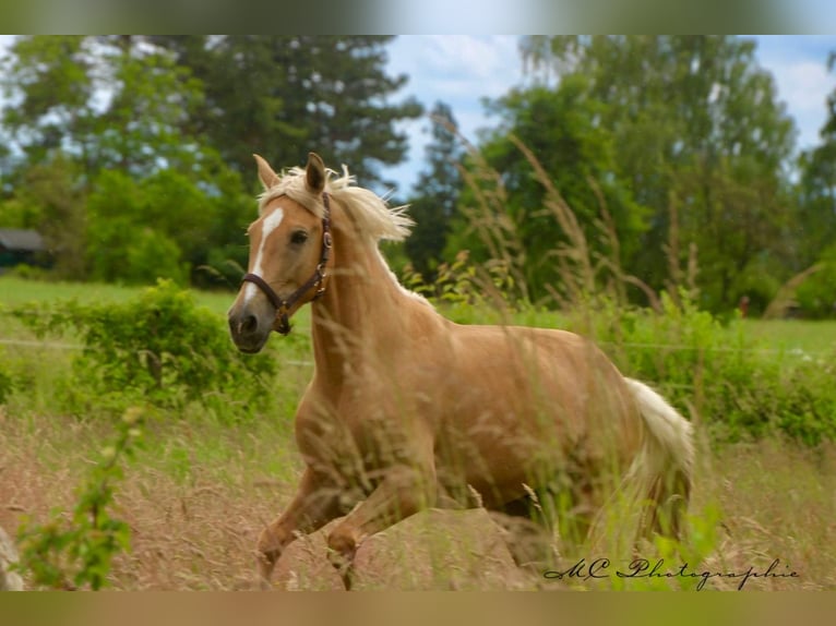 Andalusier Stute 4 Jahre 164 cm Palomino in Polenz