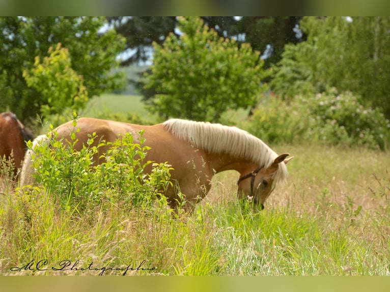 Andalusier Stute 4 Jahre 164 cm Palomino in Polenz