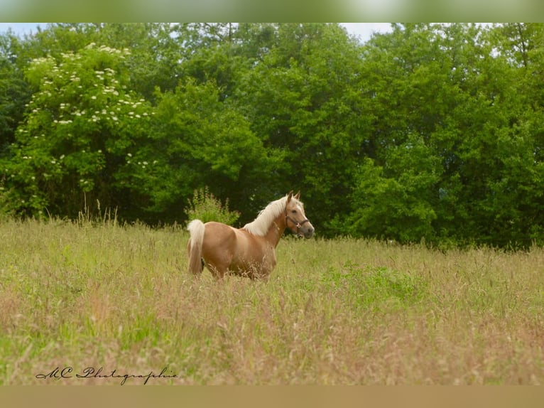 Andalusier Stute 4 Jahre 164 cm Palomino in Polenz