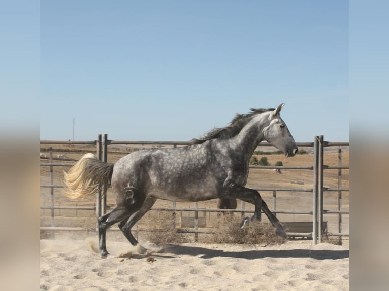 Andalusier Stute 4 Jahre 164 cm Schimmel in Vejer de la Frontera