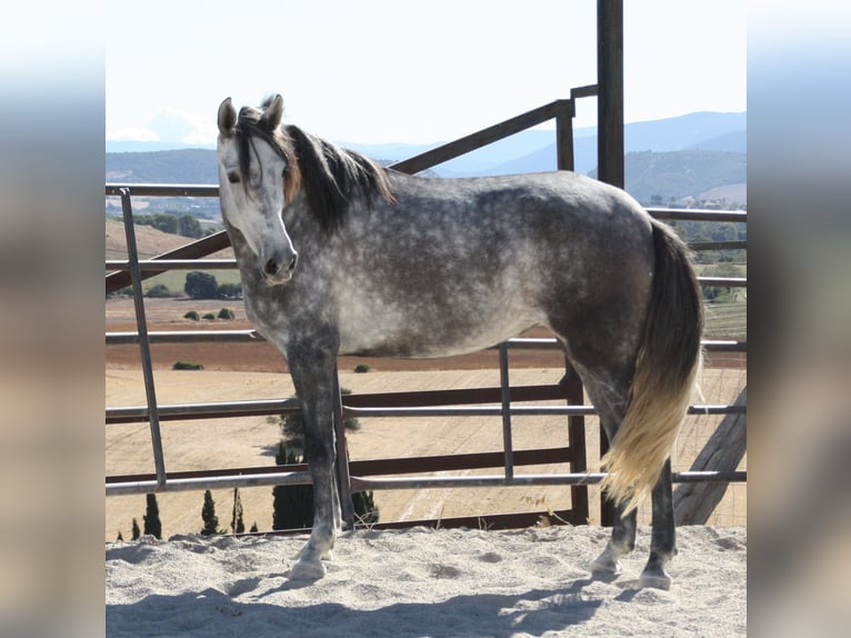Andalusier Stute 4 Jahre 164 cm Schimmel in Vejer de la Frontera