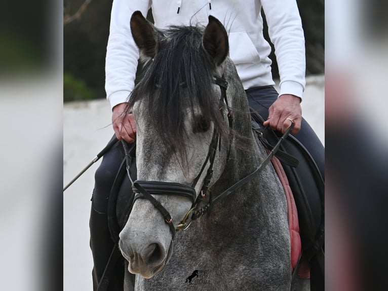 Andalusier Stute 4 Jahre 170 cm Schimmel in Menorca