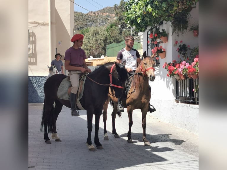 Andalusier Stute 5 Jahre 145 cm Buckskin in Adra Almeria