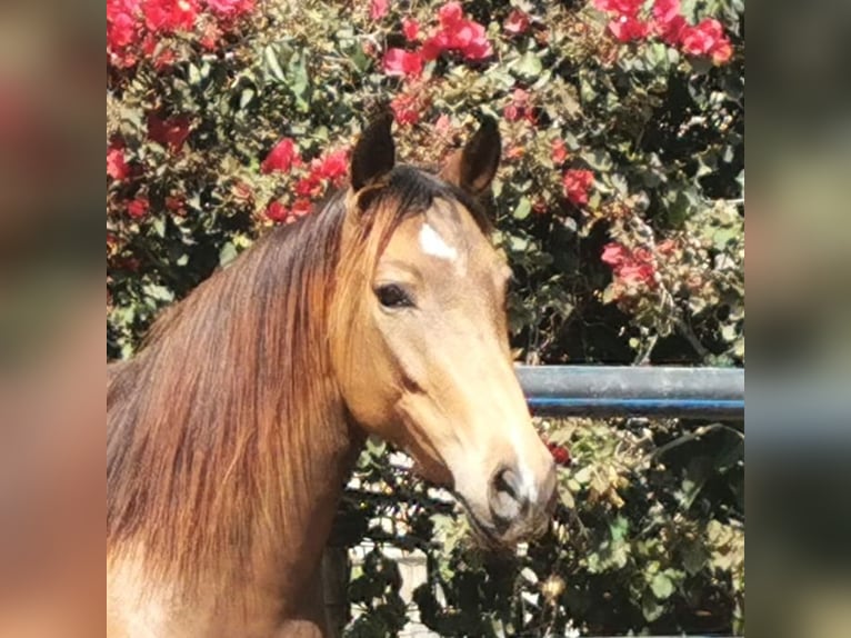Andalusier Stute 5 Jahre 145 cm Buckskin in Adra Almeria
