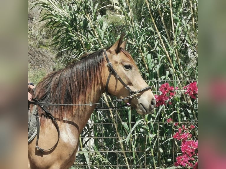 Andalusier Stute 5 Jahre 145 cm Buckskin in Adra Almeria
