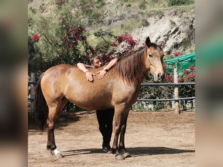 Andalusier Stute 5 Jahre 145 cm Buckskin in Adra Almeria
