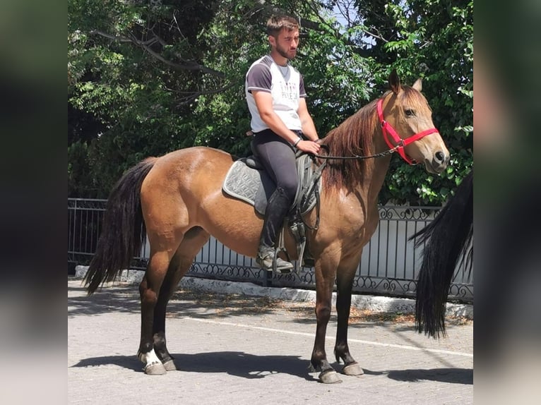 Andalusier Stute 5 Jahre 145 cm Buckskin in Adra Almeria