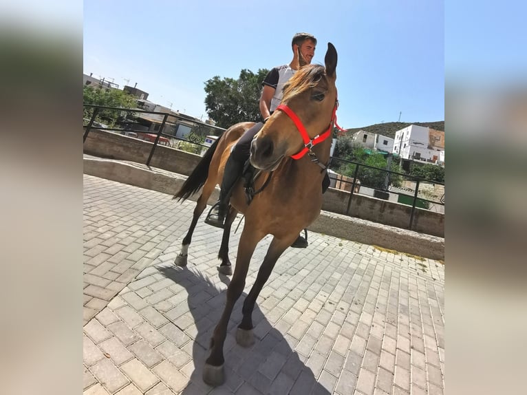 Andalusier Stute 5 Jahre 145 cm Buckskin in Adra Almeria