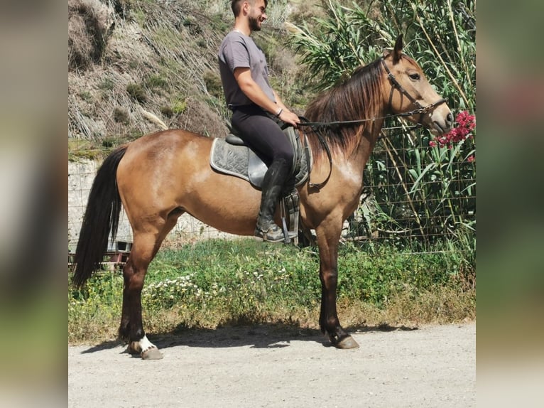 Andalusier Stute 5 Jahre 145 cm Buckskin in Adra Almeria