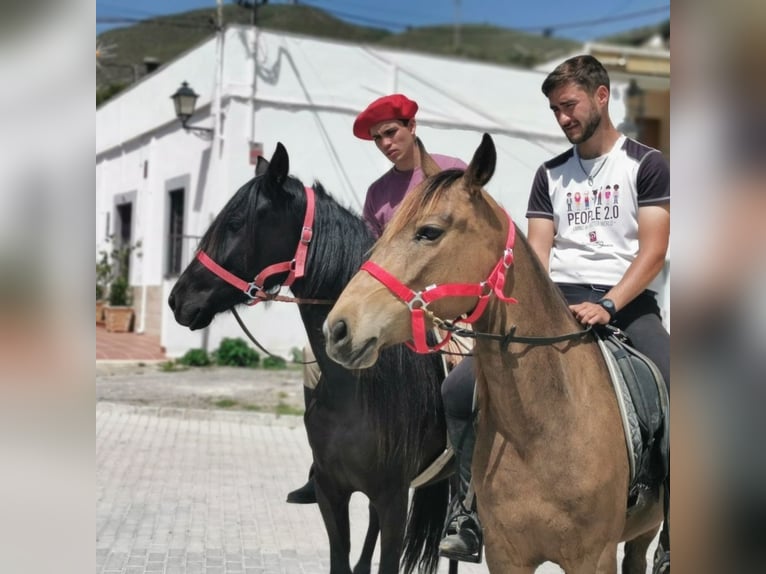 Andalusier Stute 5 Jahre 145 cm Buckskin in Adra Almeria