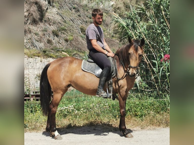 Andalusier Stute 5 Jahre 145 cm Buckskin in Adra Almeria