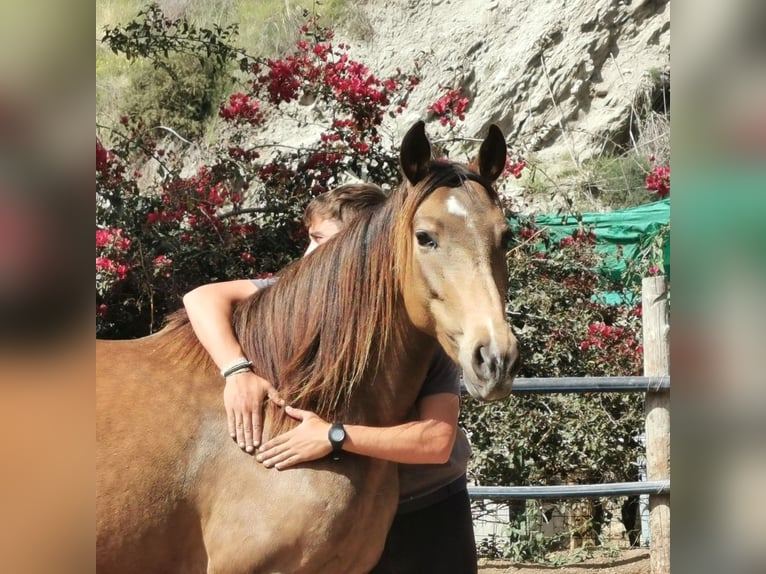 Andalusier Stute 5 Jahre 145 cm Buckskin in Adra Almeria
