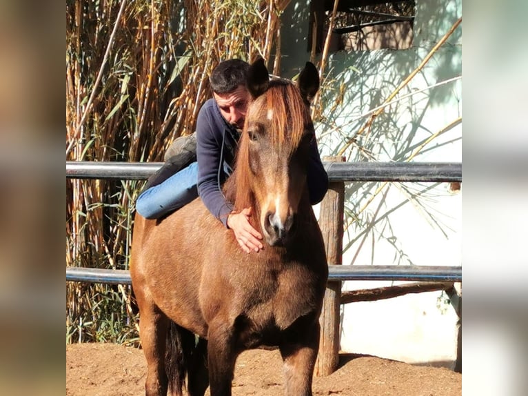 Andalusier Stute 5 Jahre 145 cm Buckskin in Adra Almeria