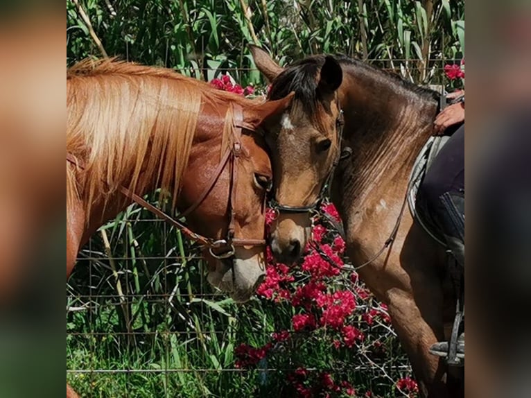 Andalusier Stute 5 Jahre 145 cm Buckskin in Adra Almeria