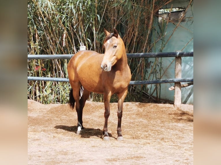Andalusier Stute 5 Jahre 145 cm Buckskin in Adra Almeria