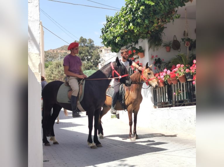Andalusier Stute 5 Jahre 145 cm Buckskin in Adra Almeria