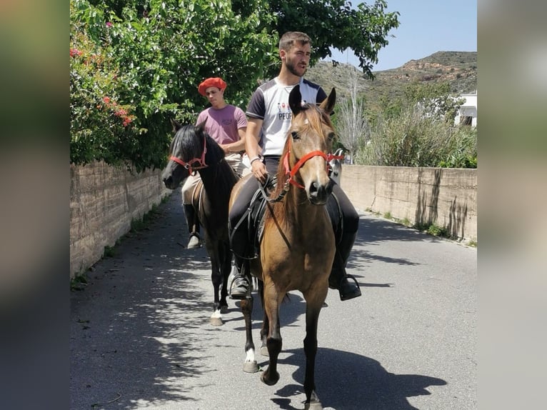 Andalusier Stute 5 Jahre 145 cm Buckskin in Adra Almeria