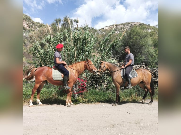 Andalusier Stute 5 Jahre 145 cm Buckskin in Adra Almeria