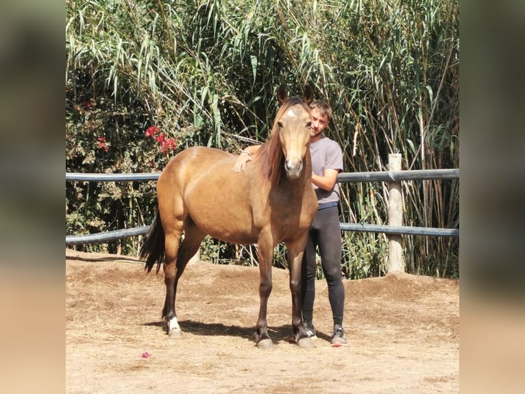 Andalusier Stute 5 Jahre 145 cm Buckskin in Adra Almeria