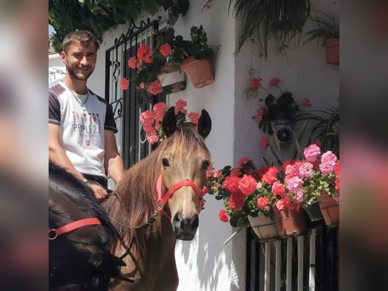 Andalusier Stute 5 Jahre 145 cm Buckskin in Adra Almeria