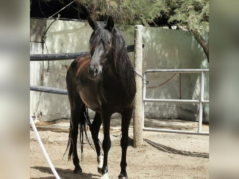 Andalusier Stute 5 Jahre 145 cm Rappe in Adra Almeria
