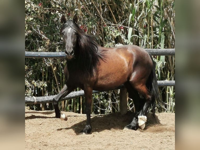 Andalusier Stute 5 Jahre 145 cm Rappe in Adra Almeria