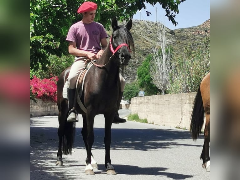Andalusier Stute 5 Jahre 145 cm Rappe in Adra Almeria