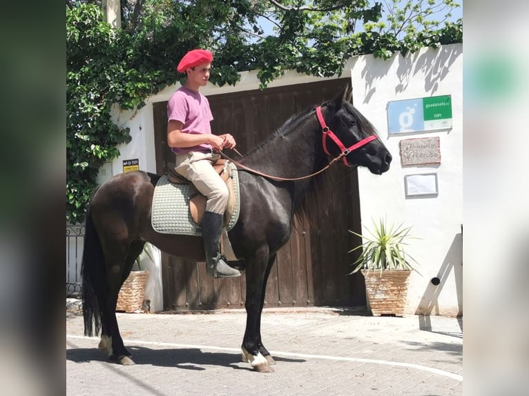 Andalusier Stute 5 Jahre 145 cm Rappe in Adra Almeria