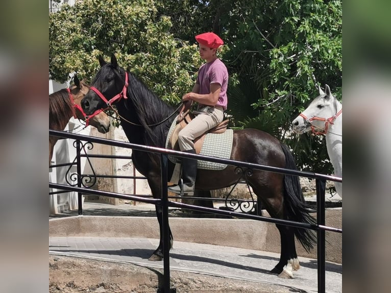 Andalusier Stute 5 Jahre 145 cm Rappe in Adra Almeria
