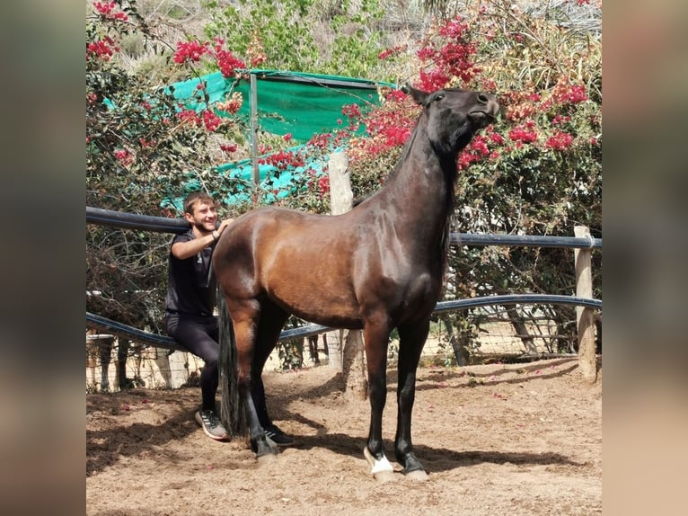 Andalusier Stute 5 Jahre 145 cm Rappe in Adra Almeria
