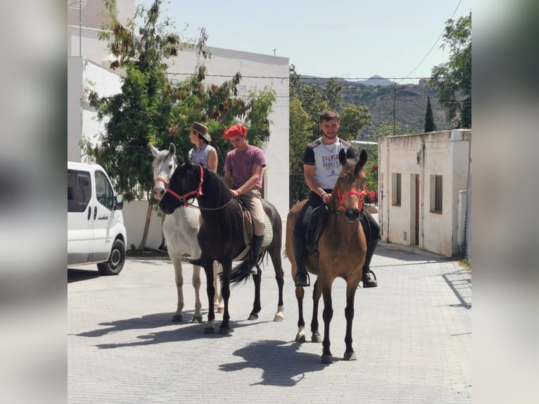 Andalusier Stute 5 Jahre 145 cm Rappe in Adra Almeria