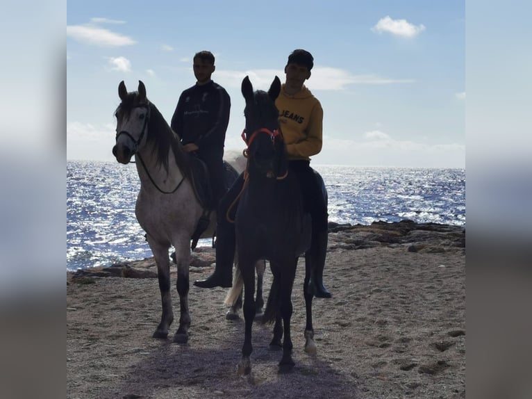 Andalusier Stute 5 Jahre 145 cm Rappe in Adra Almeria