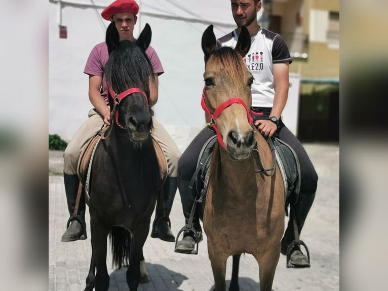Andalusier Stute 5 Jahre 145 cm Rappe in Adra Almeria