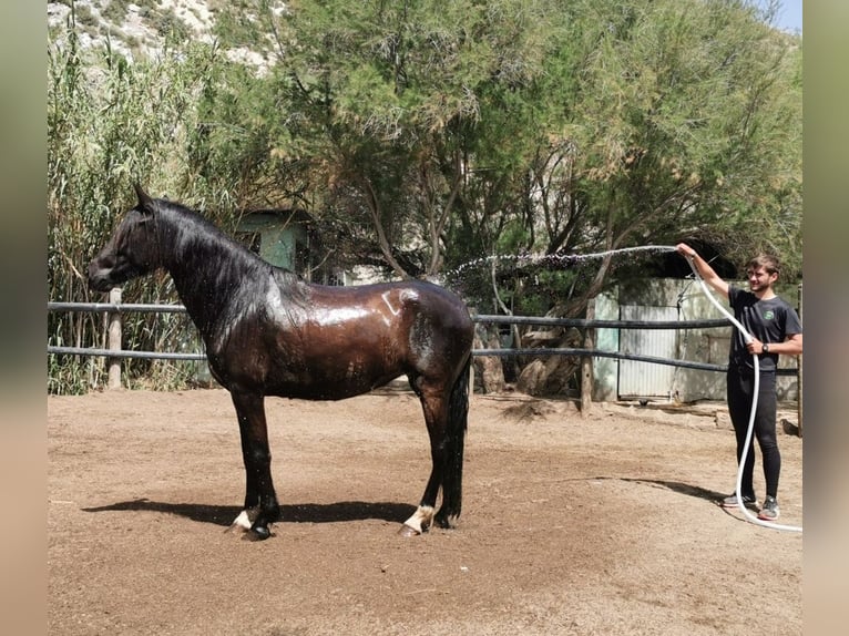 Andalusier Stute 5 Jahre 145 cm Rappe in Adra Almeria