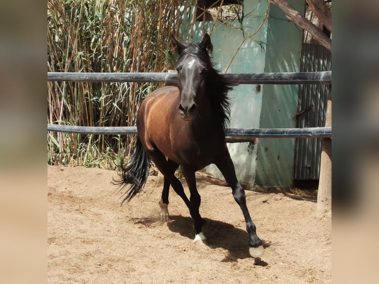 Andalusier Stute 5 Jahre 145 cm Rappe in Adra Almeria