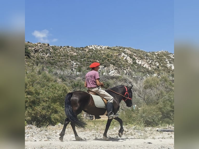 Andalusier Stute 5 Jahre 145 cm Rappe in Adra Almeria