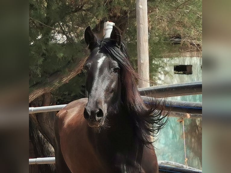Andalusier Stute 5 Jahre 145 cm Rappe in Adra Almeria