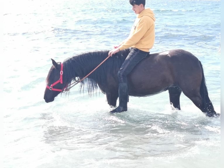 Andalusier Stute 5 Jahre 145 cm Rappe in Adra Almeria