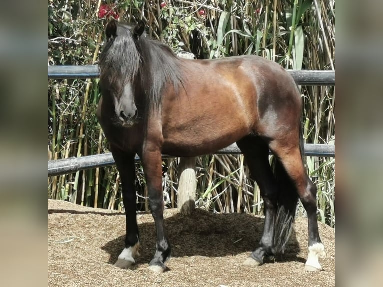 Andalusier Stute 5 Jahre 145 cm Rappe in Adra Almeria