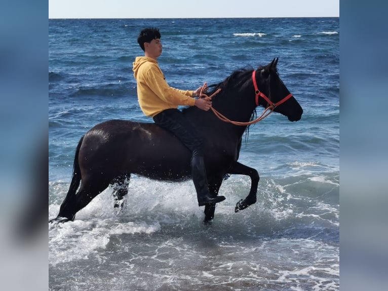 Andalusier Stute 5 Jahre 145 cm Rappe in Adra Almeria