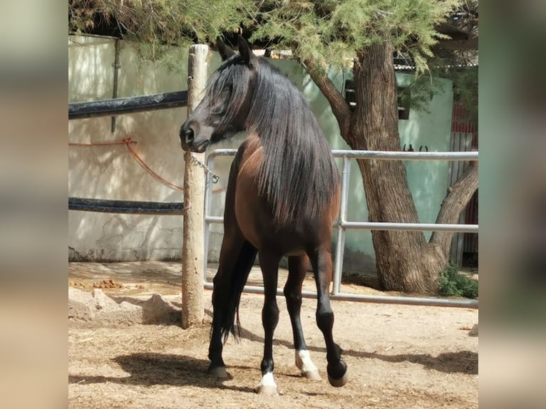 Andalusier Stute 5 Jahre 145 cm Rappe in Adra Almeria