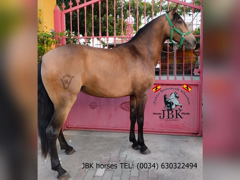 Andalusier Stute 5 Jahre 149 cm Falbe in Tabernas Almeria