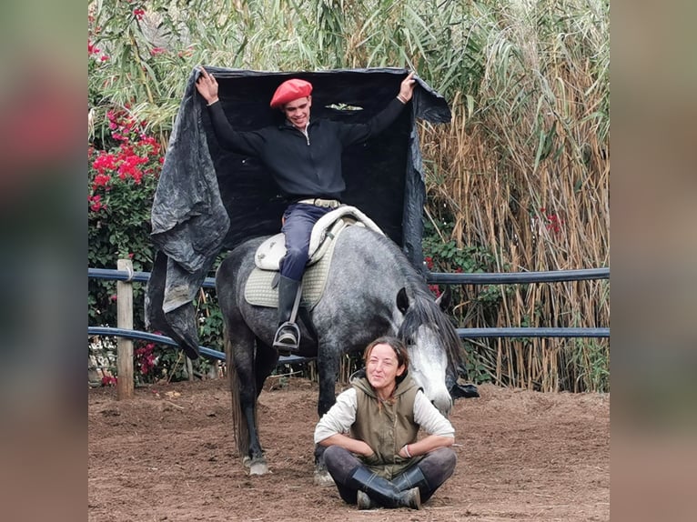 Andalusier Stute 5 Jahre 149 cm Schimmel in Adra Almeria