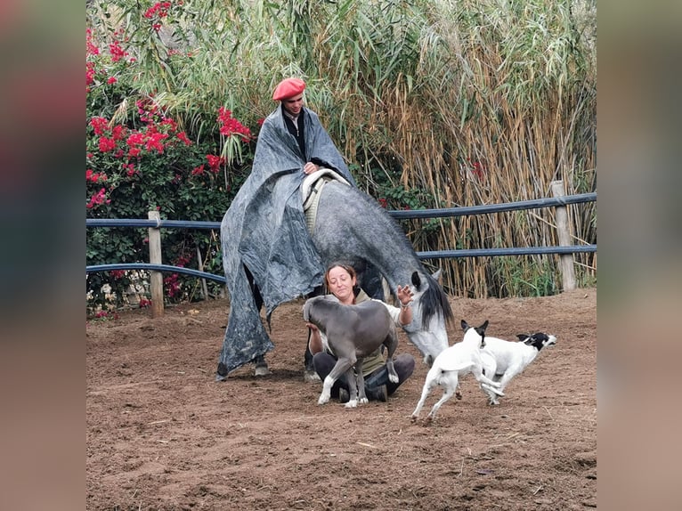 Andalusier Stute 5 Jahre 149 cm Schimmel in Adra Almeria