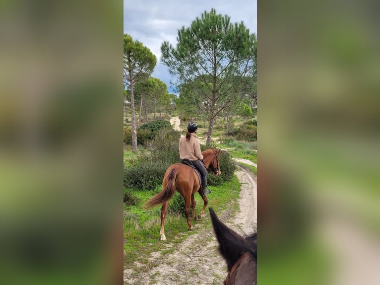 Andalusier Stute 5 Jahre 151 cm Fuchs in Almonte