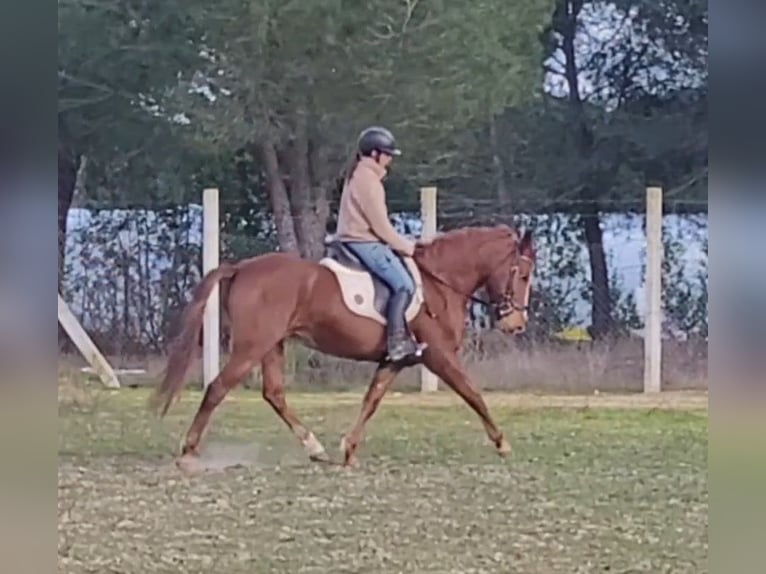 Andalusier Stute 5 Jahre 151 cm Fuchs in Almonte